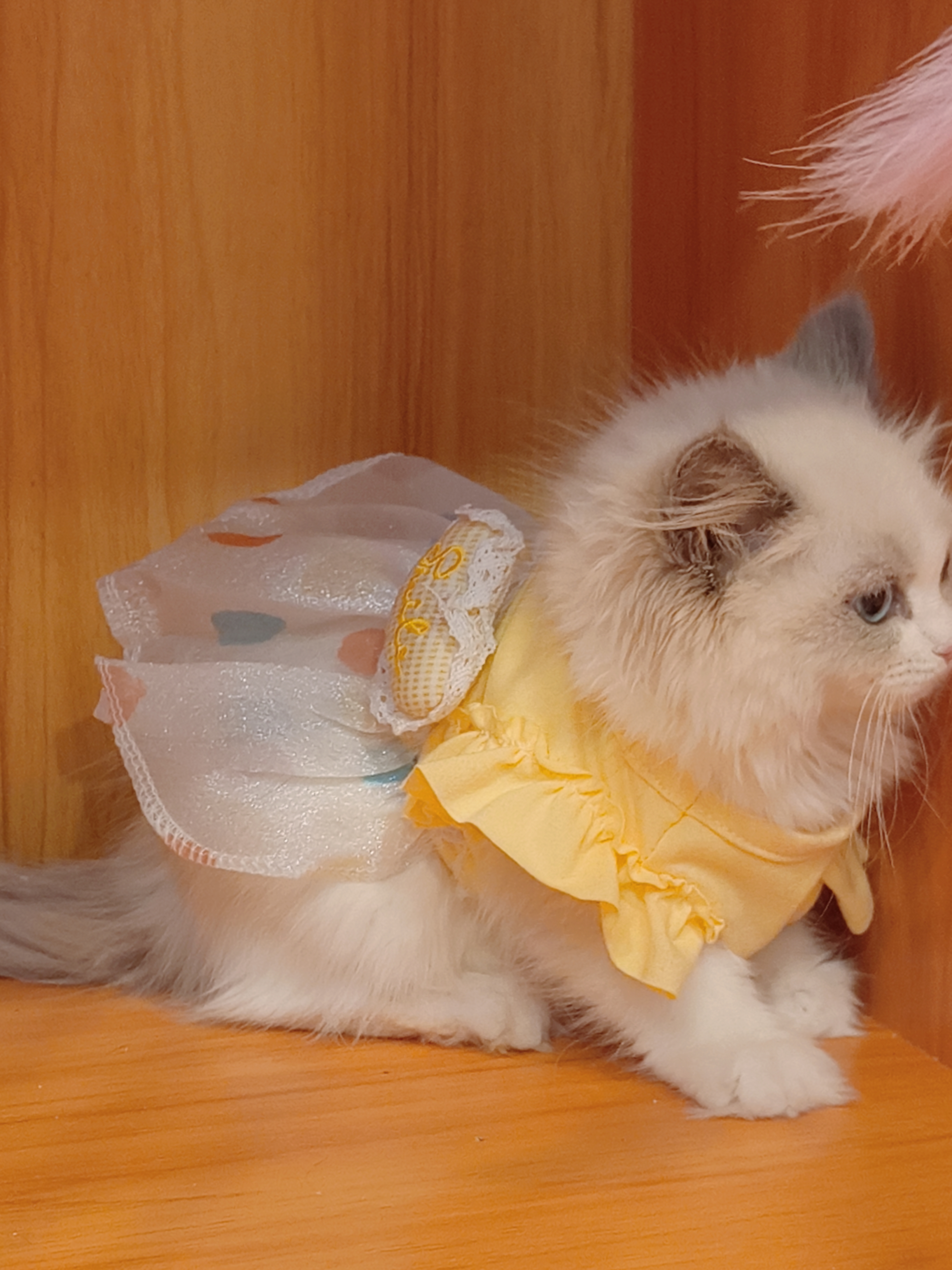 精品蓝双布偶妹妹,满耳满背,送套用品